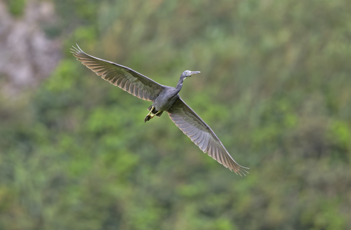 Garceta de Arrecife - ML647607330