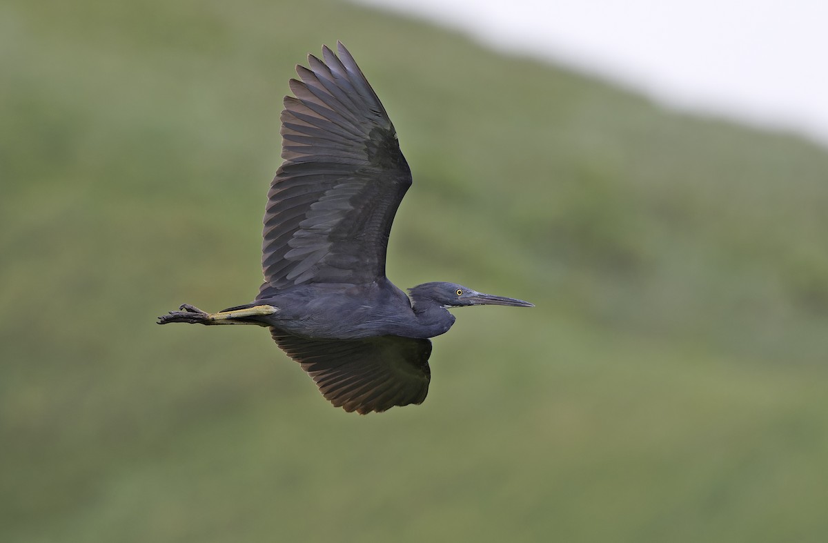 Garceta de Arrecife - ML647607331