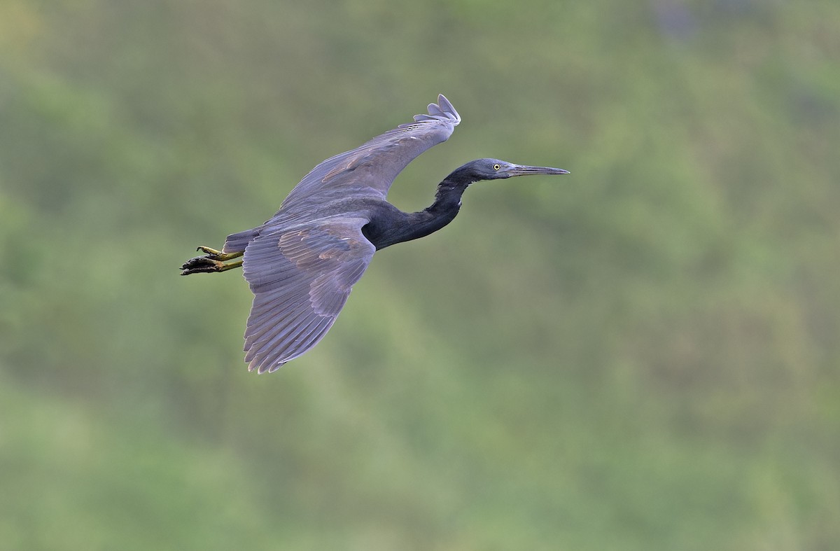 Garceta de Arrecife - ML647607332