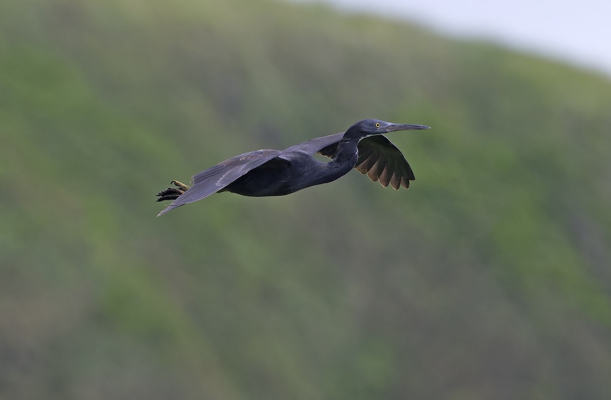 Garceta de Arrecife - ML647607333