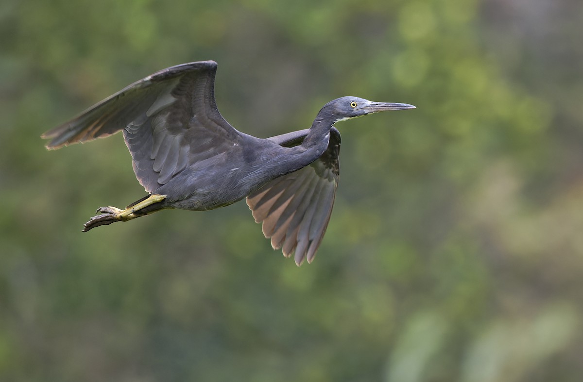 Garceta de Arrecife - ML647607334