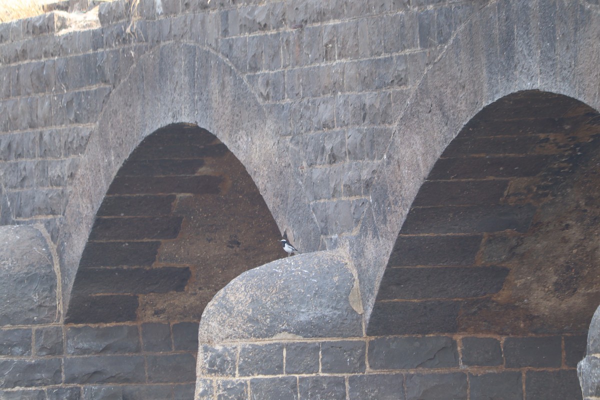 Lavandera India - ML647607335