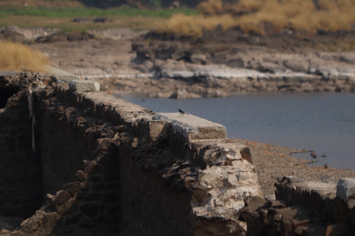 White-browed Wagtail - ML647607336