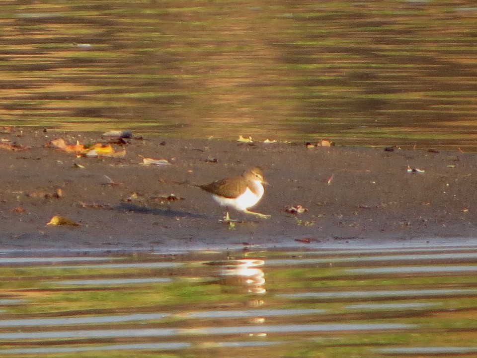 Andarríos Chico - ML647607337