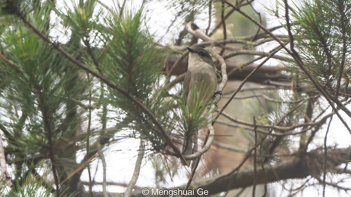 Silbador Dorado (Oriental) - ML647607338