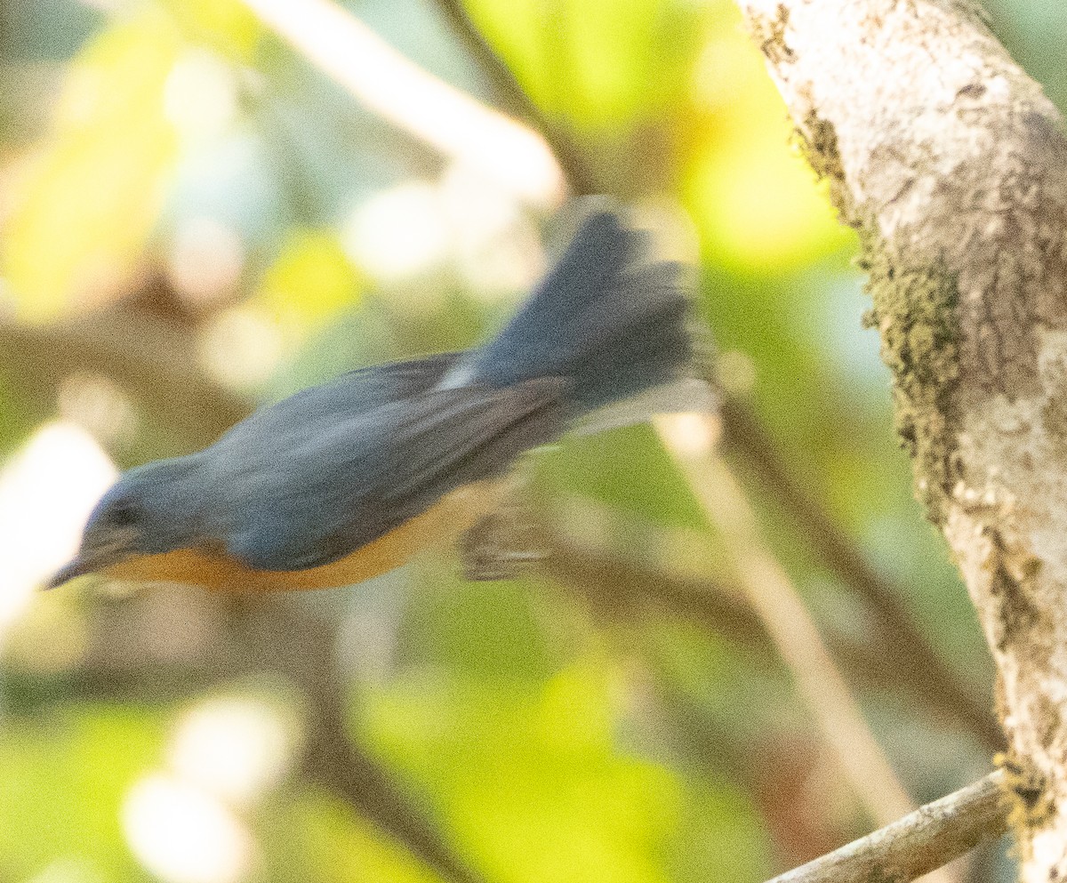 Papamoscas de Tickell - ML647607339