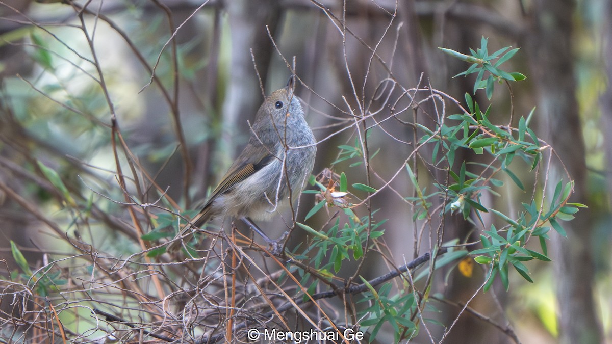 Acantiza de Tasmania - ML647607340