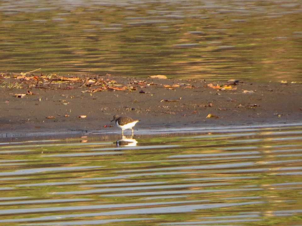 Andarríos Chico - ML647607341