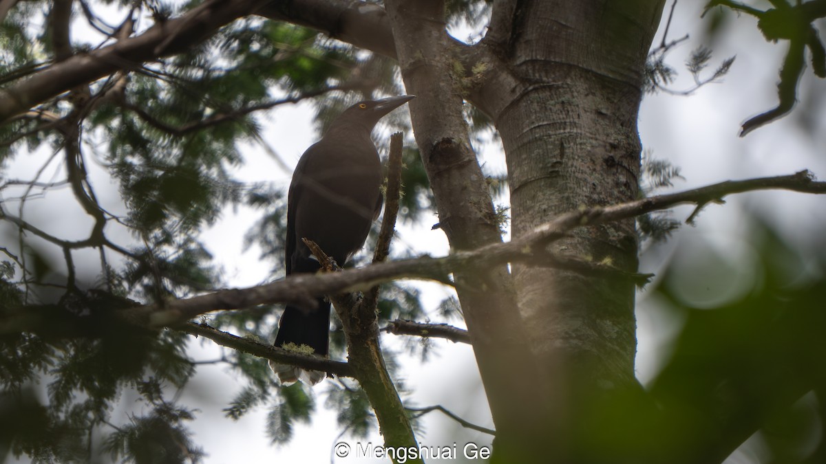 Verdugo Fuliginoso - ML647607342