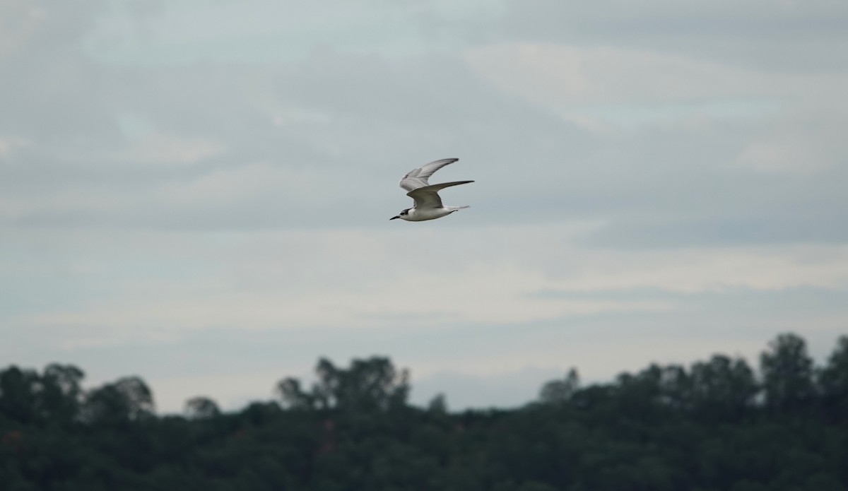 Fumarel Cariblanco - ML647607343