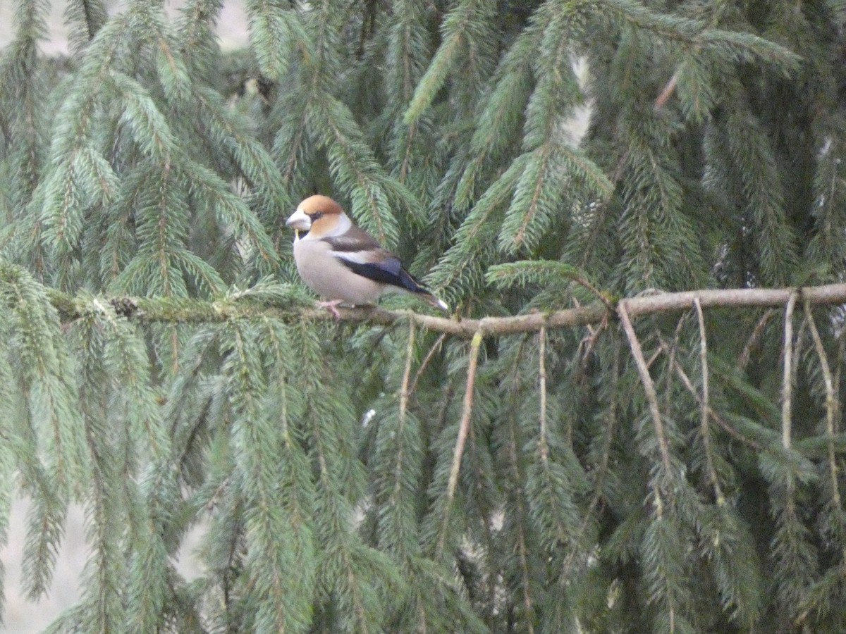 Picogordo Común - ML647607345