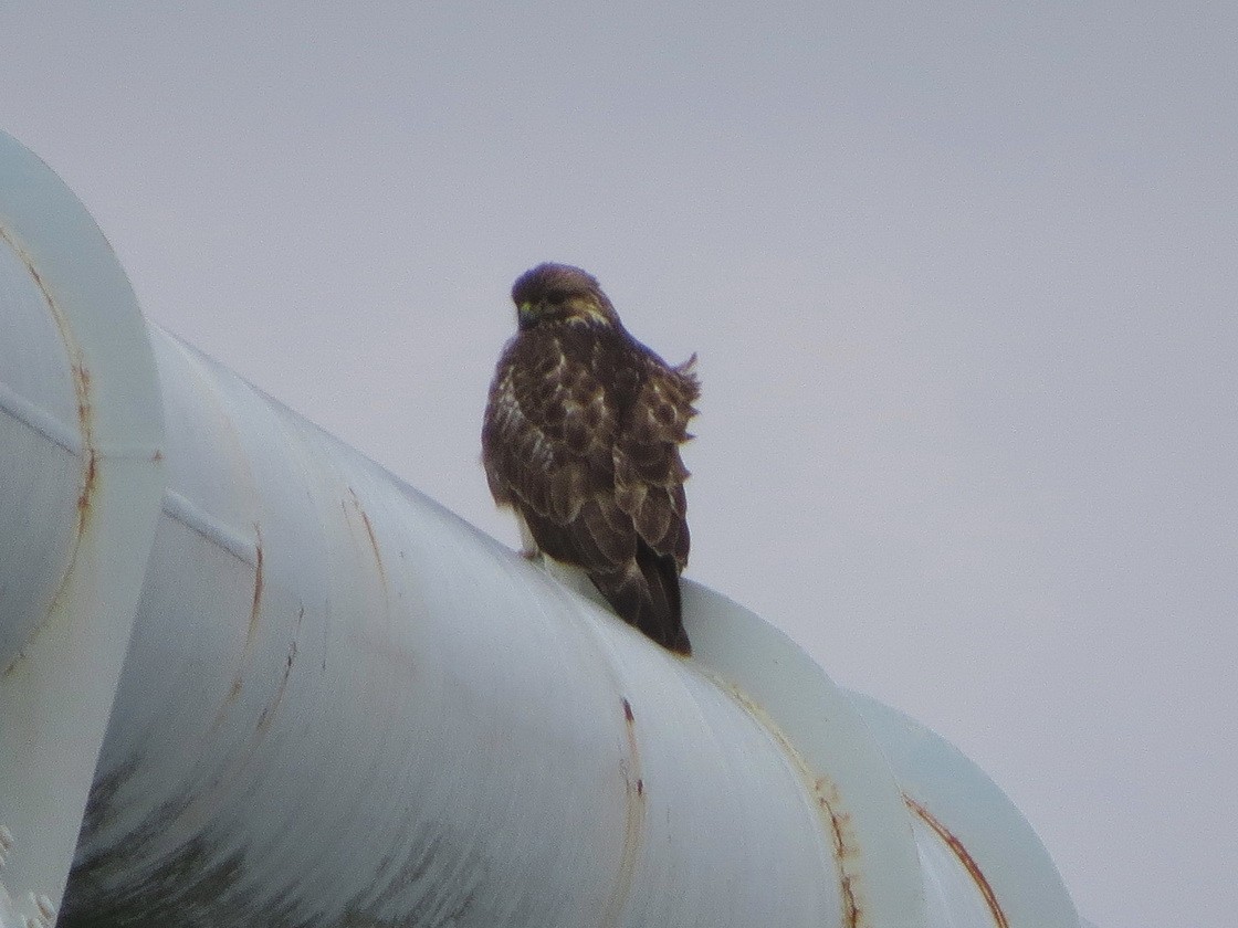 東方鵟 - ML647607353