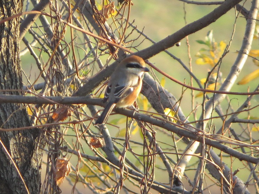 紅頭伯勞 - ML647607361