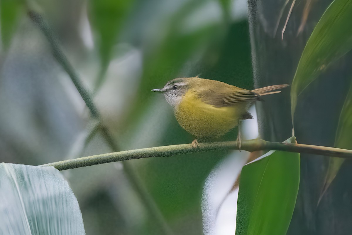 Yellow-bellied Warbler - ML647607363