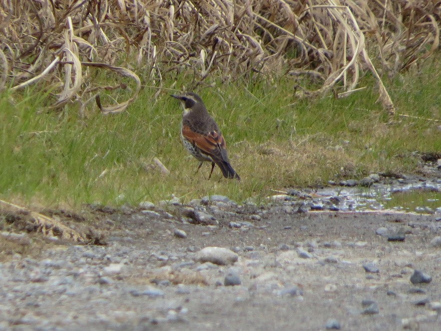 斑點鶇 - ML647607373