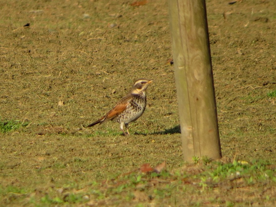 斑點鶇 - ML647607382