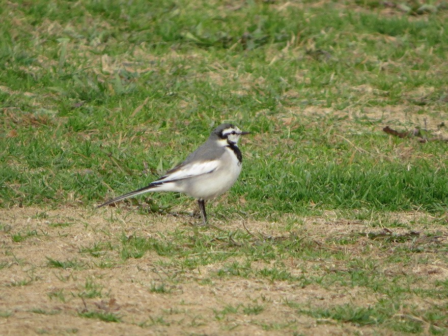 白鶺鴒 - ML647607386