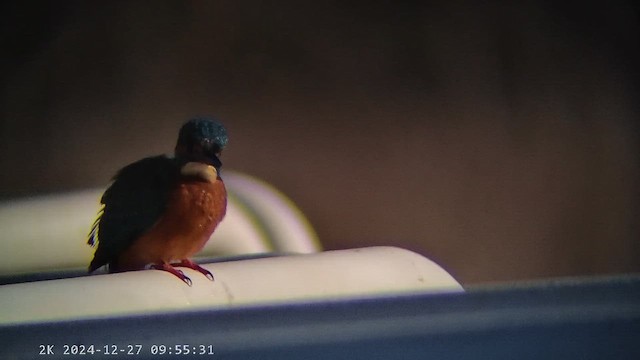 Common Kingfisher - ML647607397