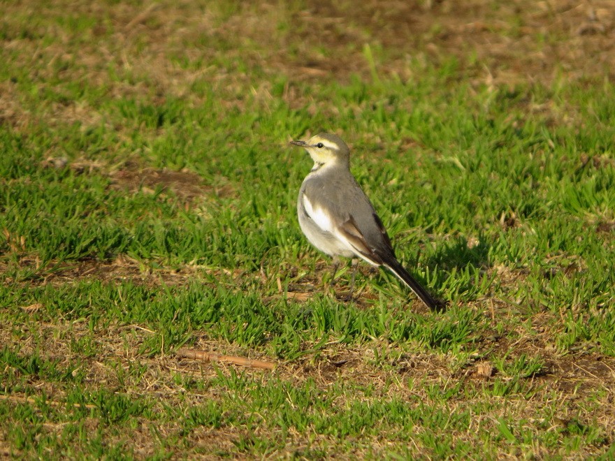 白鶺鴒 - ML647607398