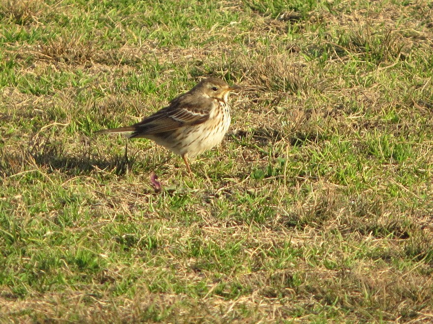 黃腹鷚 - ML647607405