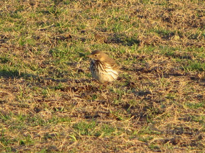 黃腹鷚 - ML647607413