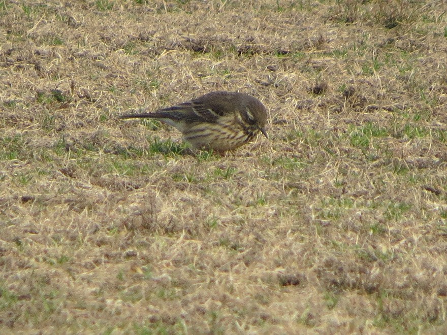 黃腹鷚 - ML647607418