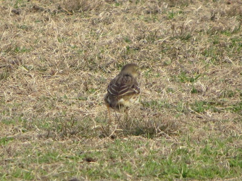 黃腹鷚 - ML647607419