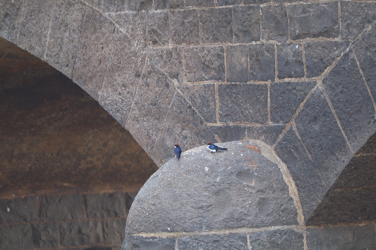 Rotkappenschwalbe - ML647607422