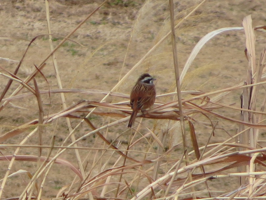 草鵐 - ML647607430