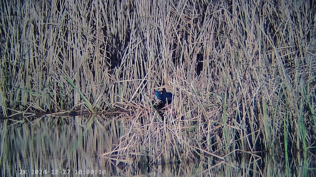 Western Swamphen - ML647607446
