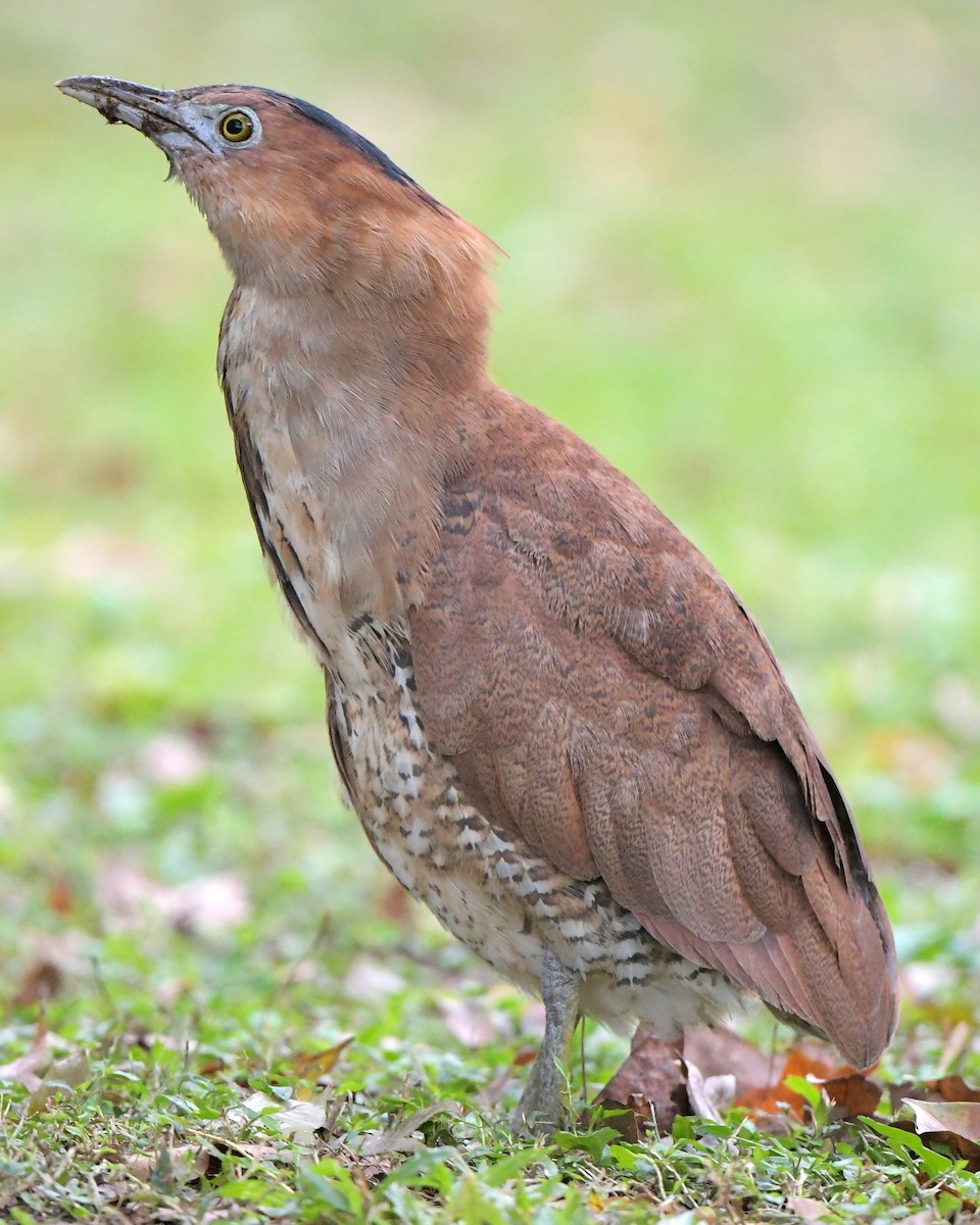 Malay Gece Balıkçılı - ML647607478