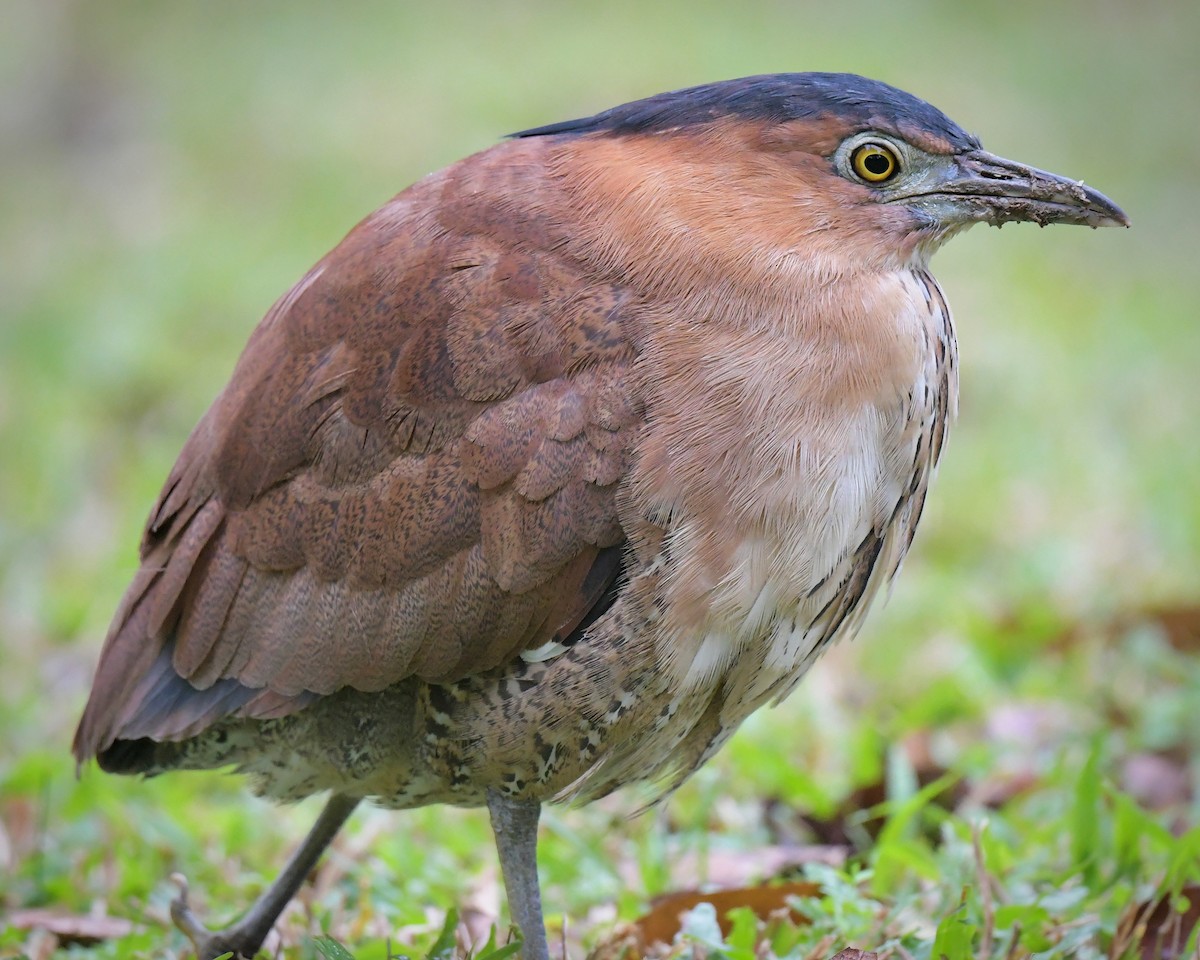 Malay Gece Balıkçılı - ML647607479