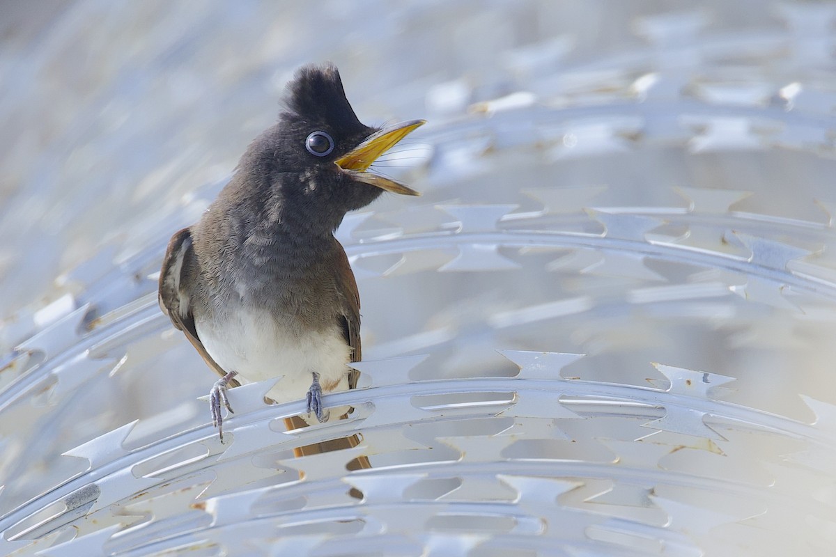 Черная райская мухоловка - ML647607480