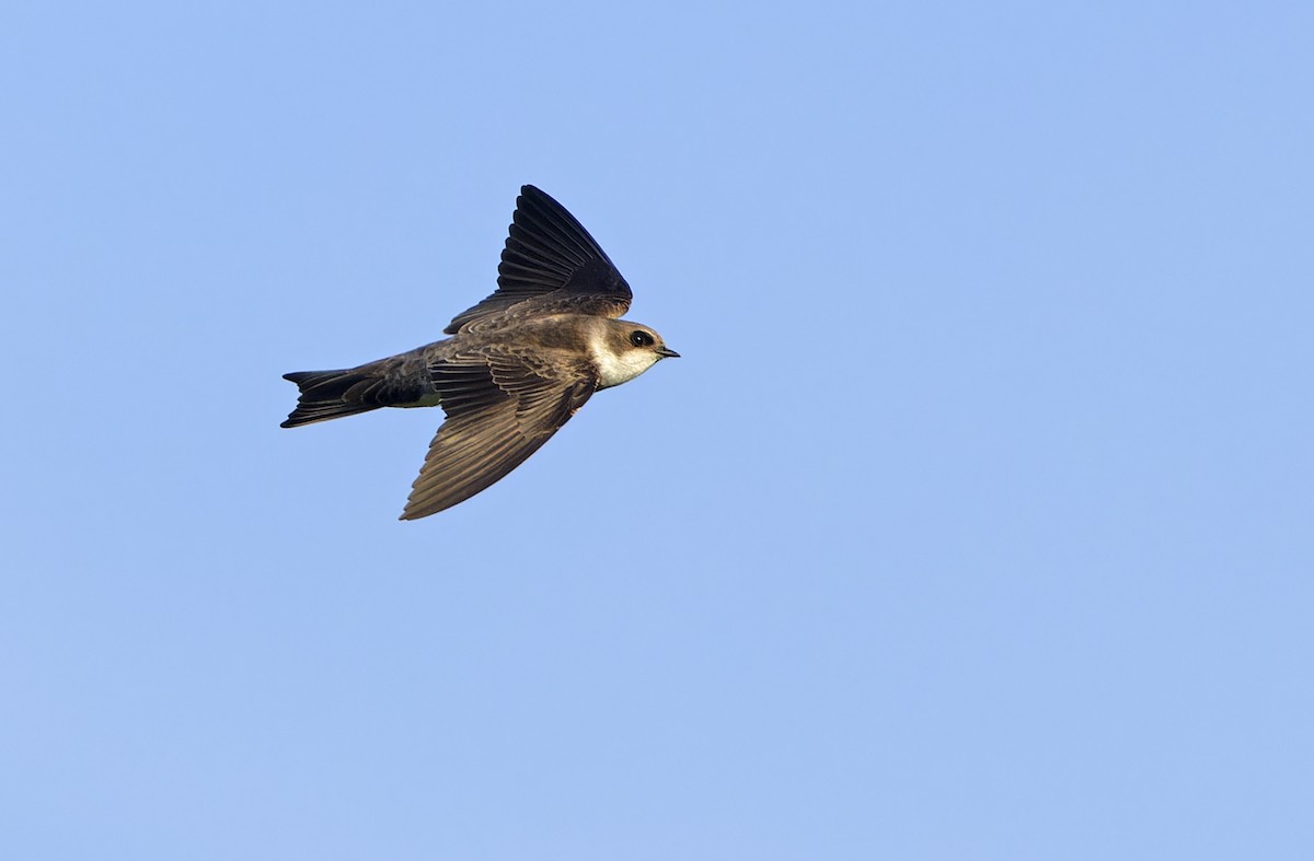 Bank Swallow - ML647607537