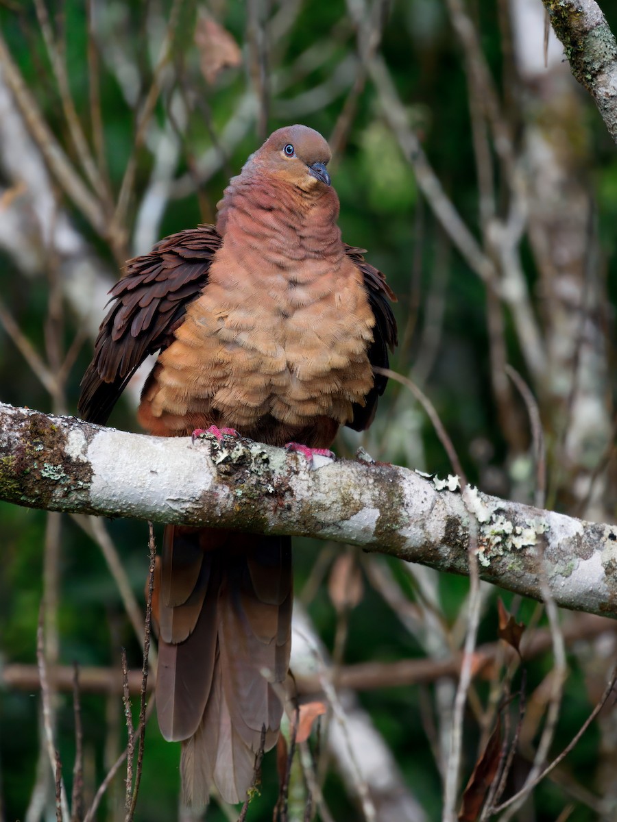 Brown Cuckoo-Dove - ML647607539