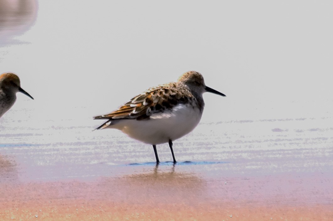 Sanderling - ML647607566