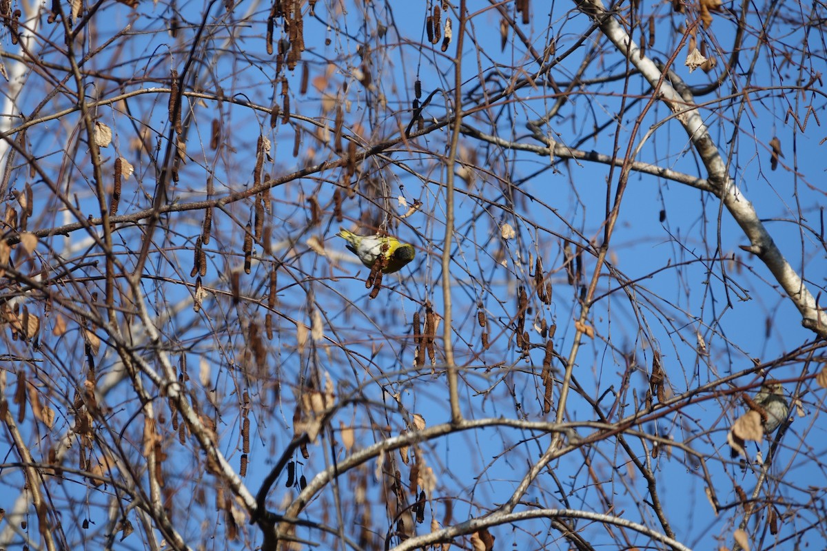 黃雀 - ML647607569