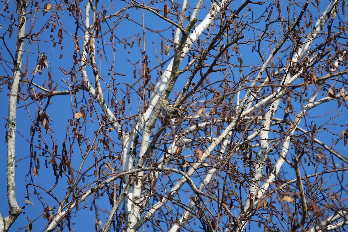 黃雀 - ML647607570