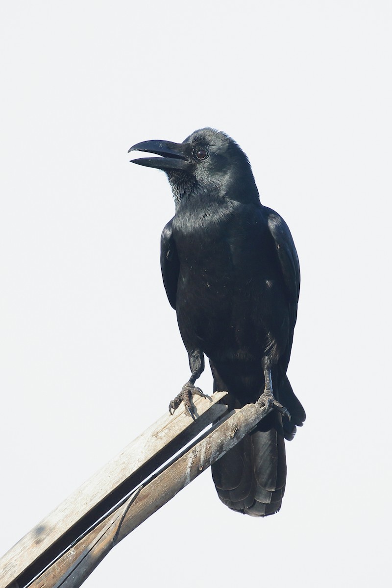 Large-billed Crow - ML647607574