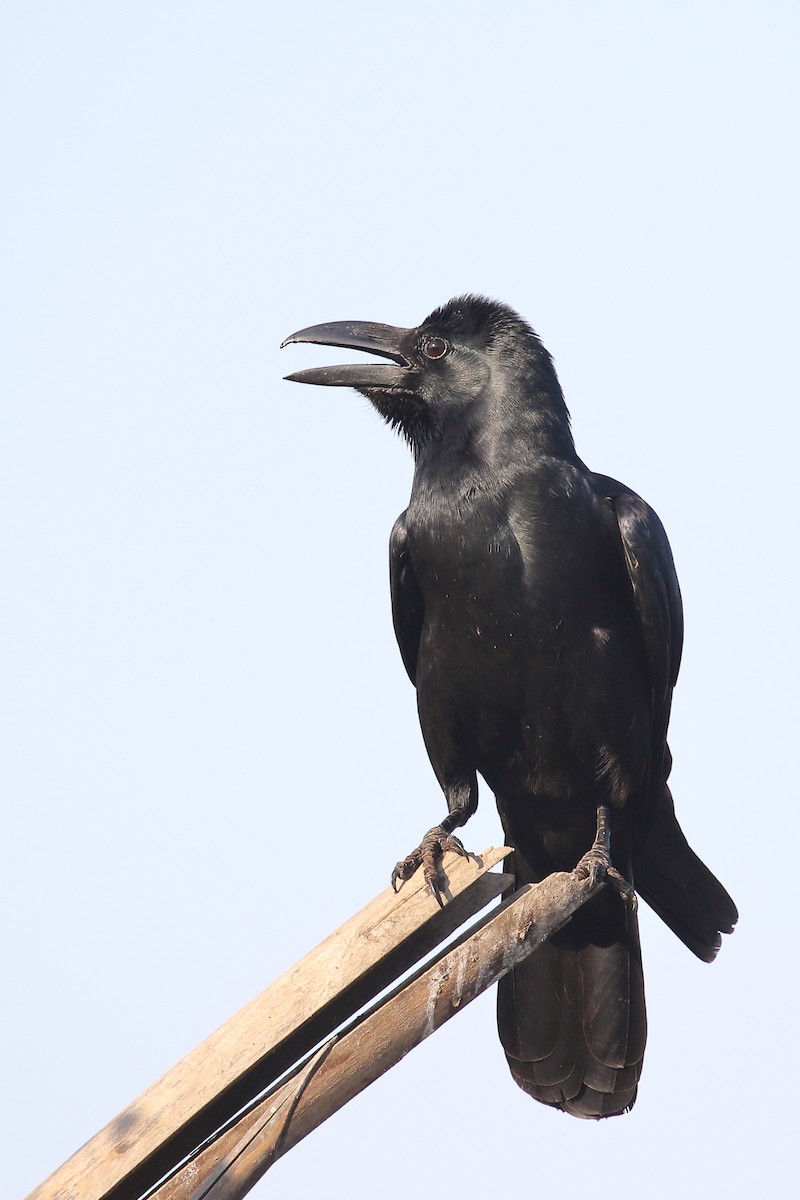 Large-billed Crow - ML647607575