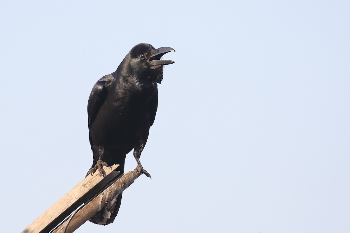 Large-billed Crow - ML647607576