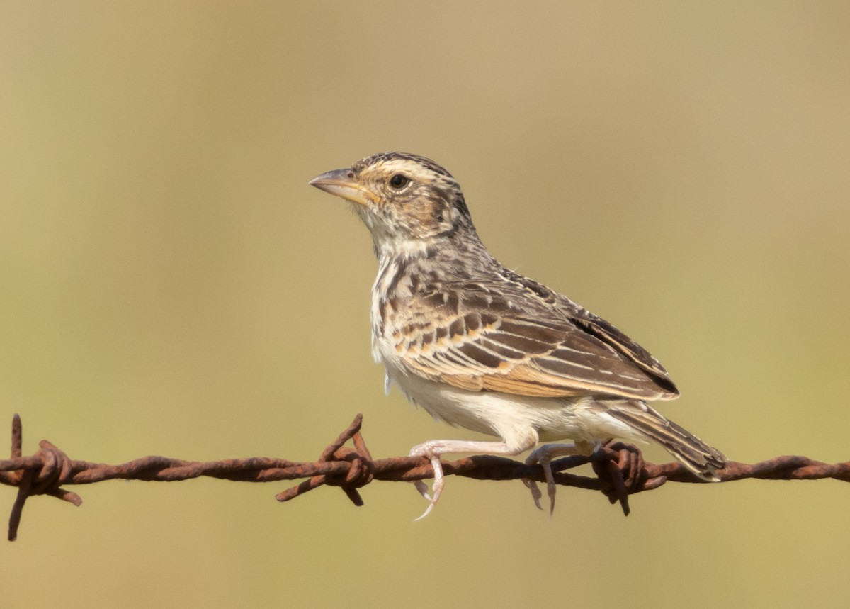 skřivan australasijský - ML647607592