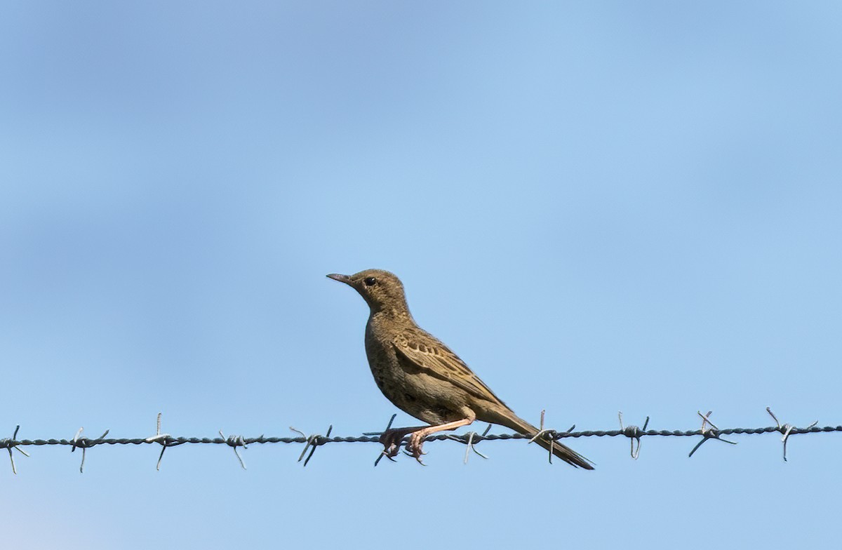 Brown Songlark - ML647607601