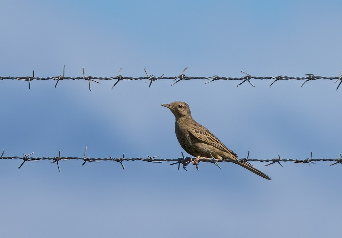 Brown Songlark - ML647607603