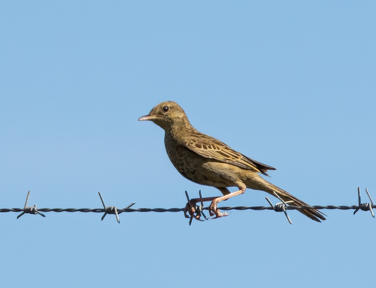 Brown Songlark - ML647607604