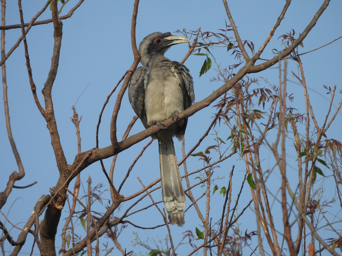 Indian Gray Hornbill - ML647607605
