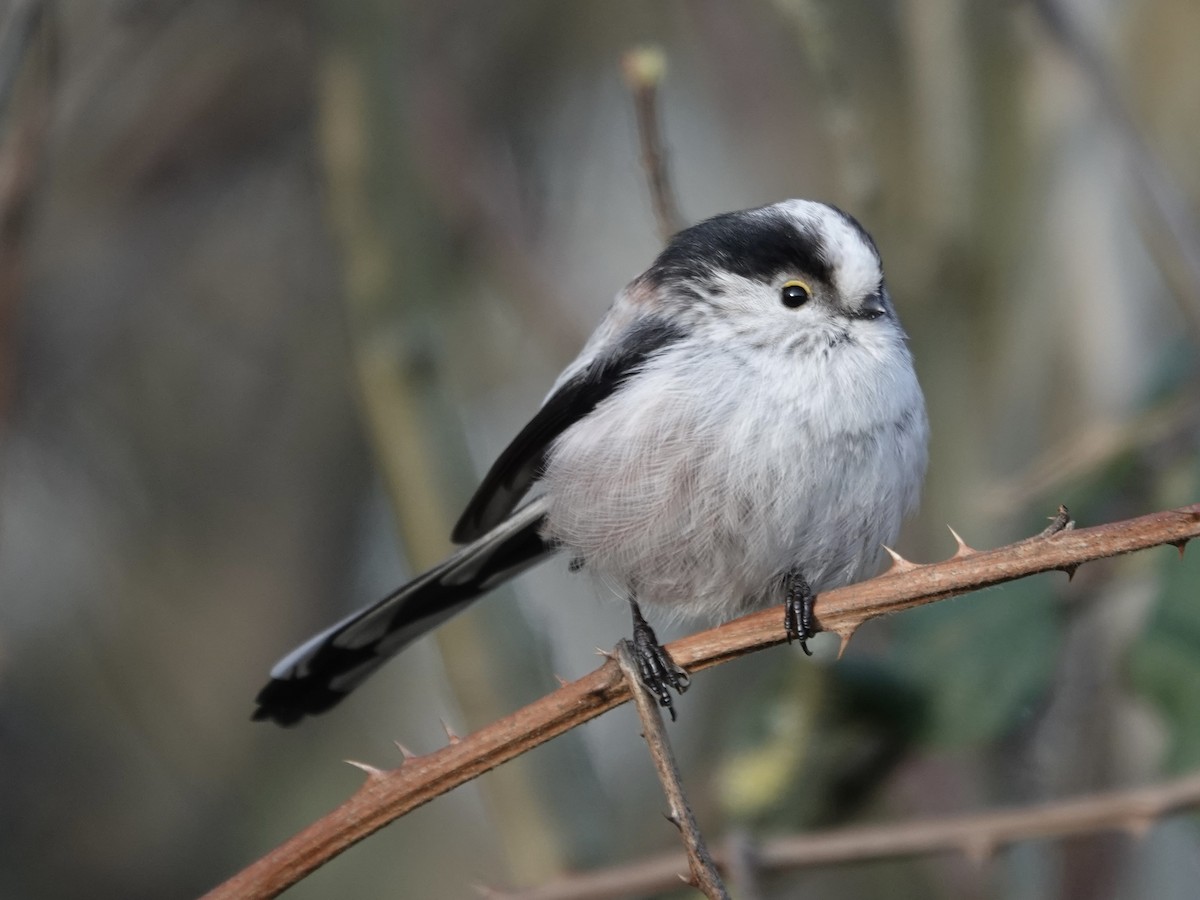 Long-tailed Tit - ML647607606