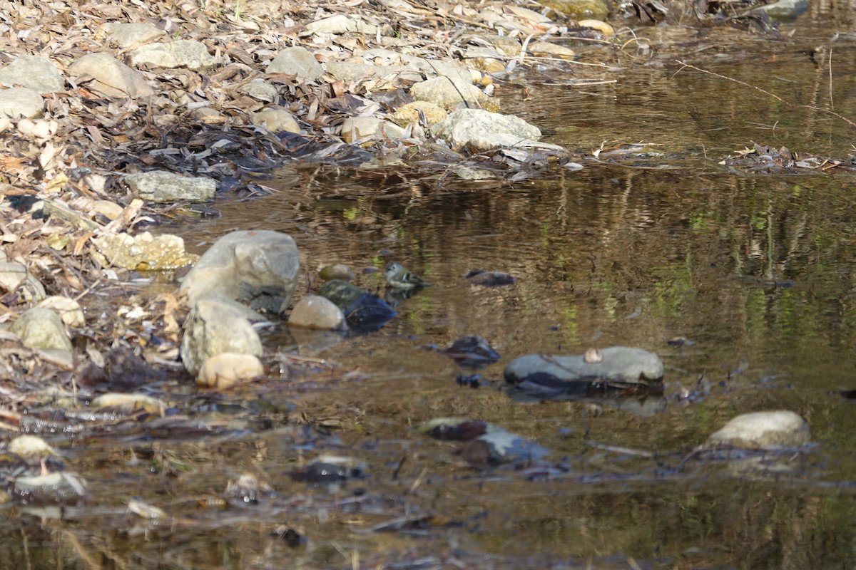 Goldcrest - ML647607607