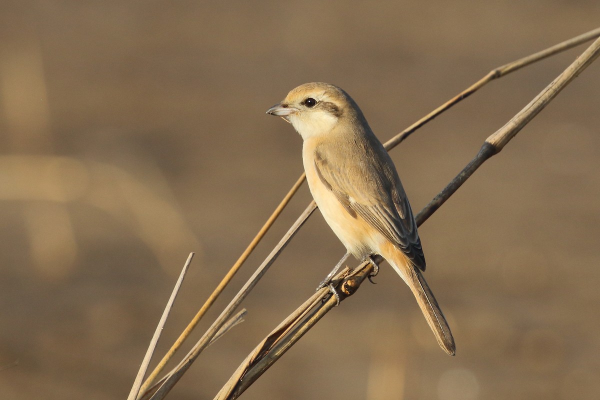 Isabelline Shrike - ML647607608
