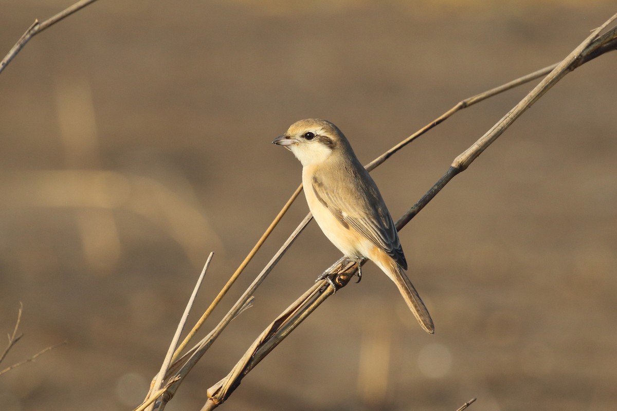 Isabelline Shrike - ML647607609